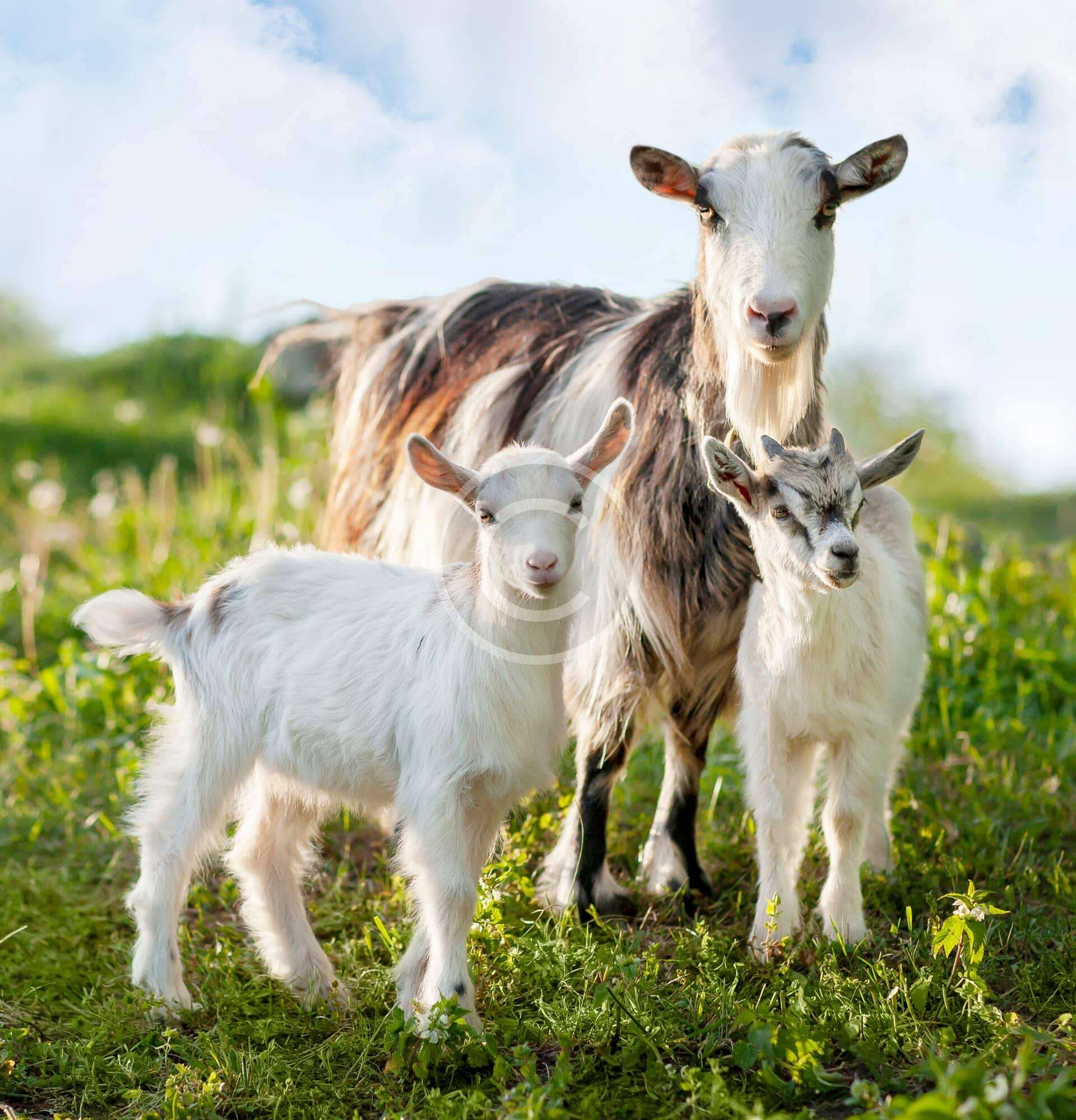 Organic vs. Conventional Farming