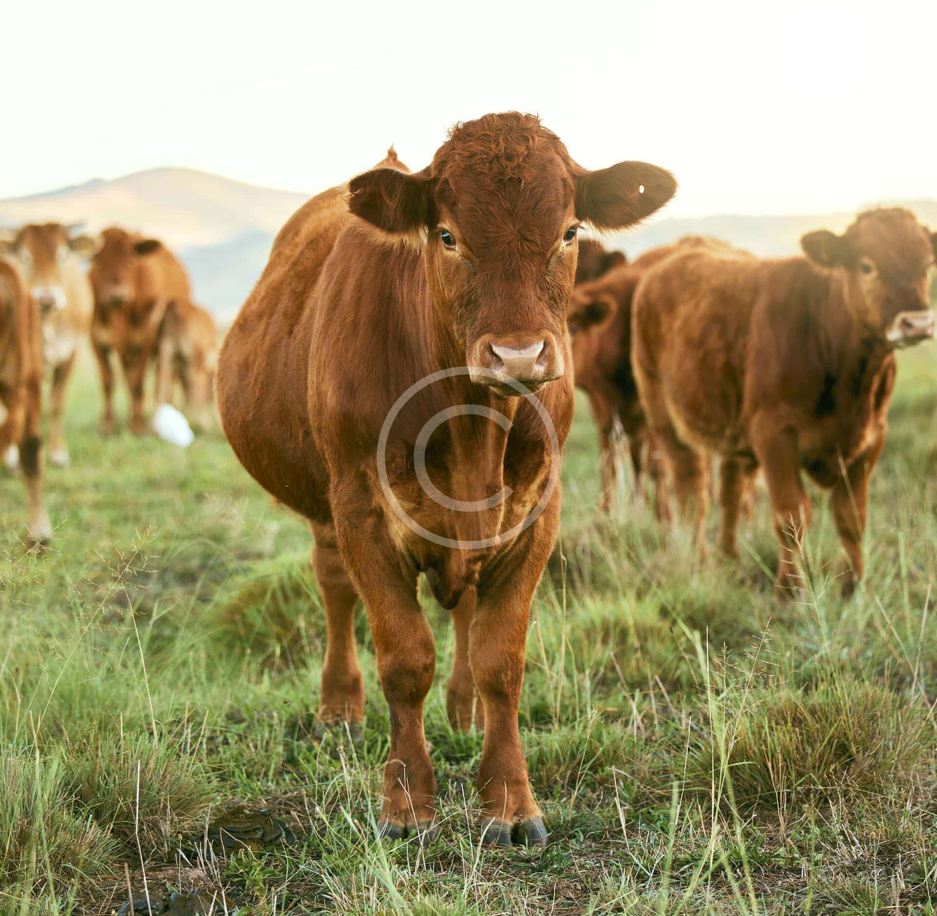 Future of dairy farming