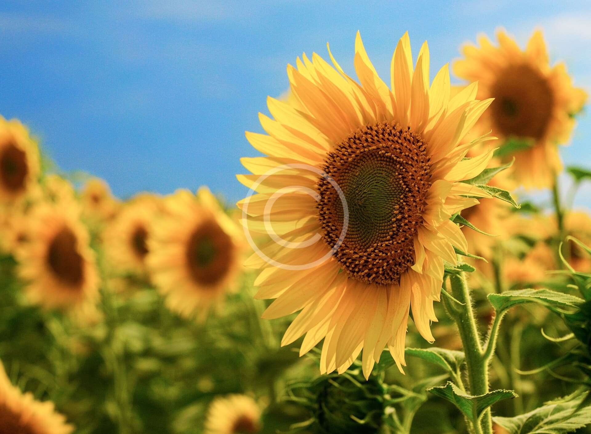 Organic vs. Conventional Farming